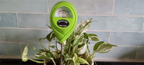 moisture meter dracaena|dracaena moisturizer.